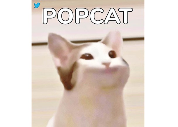 麥片是著名迷因小貓圖。