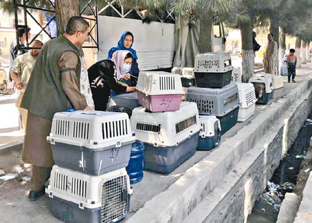 非牟利組織透過私人包機接載貓狗逃出喀布爾，遺下職員不顧，引來外界猛烈批評。
