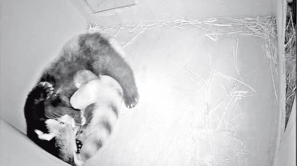 小熊貓母子多數在箱內活動。
