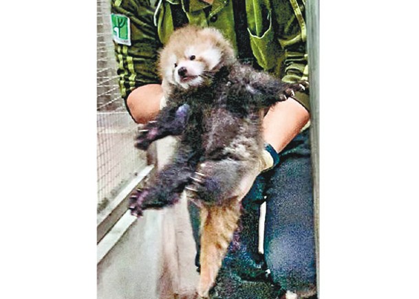飼養員為小熊貓量度體重。