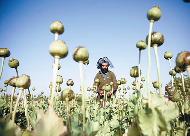 塔利班擬禁止農民種植罌粟。