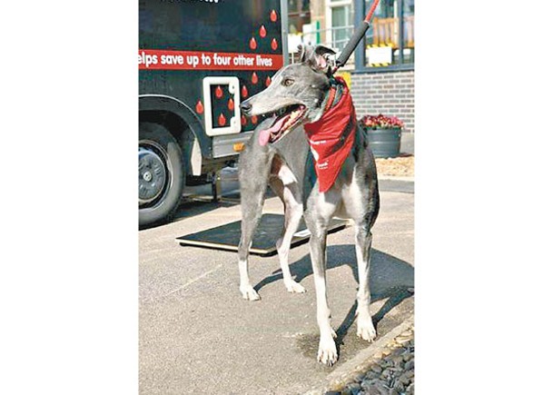 英格力犬捐血6年  救88隻狗狗