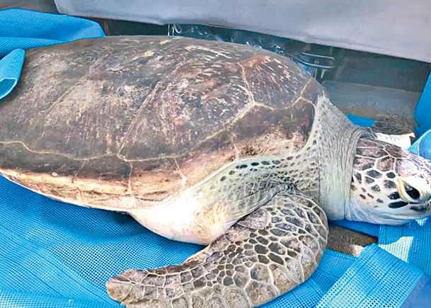 三亞海龜亡  揭腸道塞3公斤垃圾