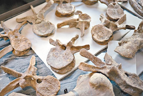 三角龍大約翰化石有數千萬年歷史。（Getty Images圖片）