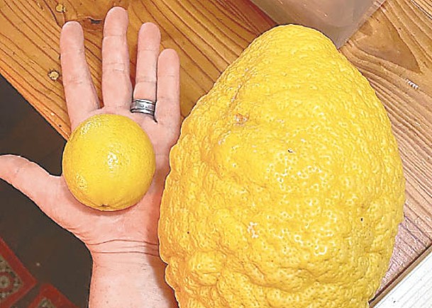 獲贈巨型檸檬  清甜啱配沙律