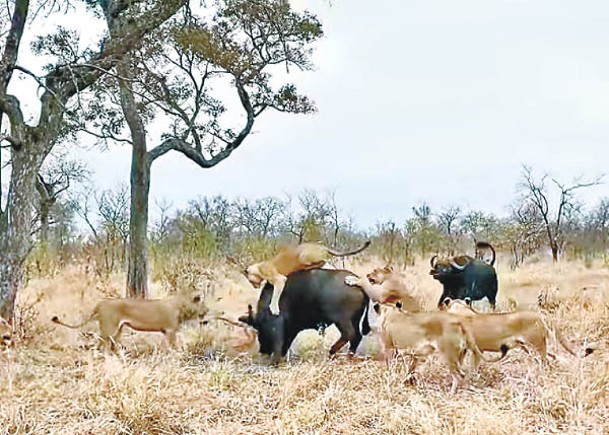水牛被獅群圍獵  同伴回頭拯救