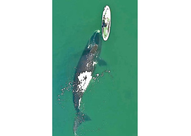 南露脊鯨  輕推槳板耍樂