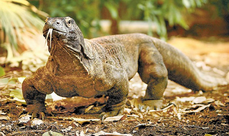 科莫多龍列入瀕危物種。