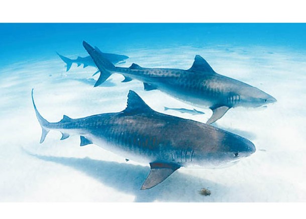 跨國動物學家團隊研究指，虎鯊也喜歡與同伴聚居。