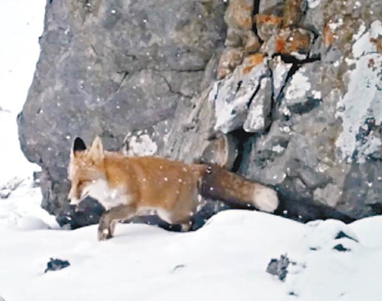 紅外線相機拍攝到，赤狐在大石旁用爪認真搜索。