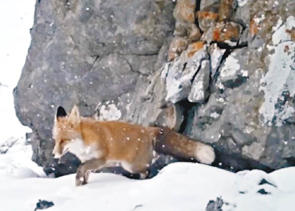 紅外線相機拍攝到，赤狐在大石旁用爪認真搜索。