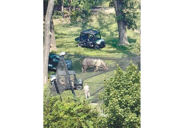 動物園犀牛逃獄  吃飽草返圍欄