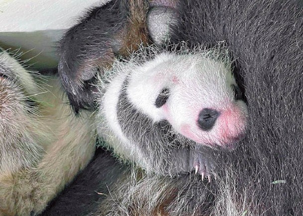 星洲動物園  公開替熊貓B徵名