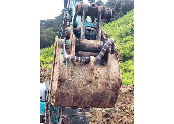 1.5米長毒蛇爬上挖泥機  嚇煞新竹村民