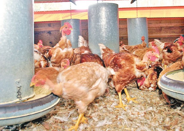 法國東北部有農場爆發禽流感。