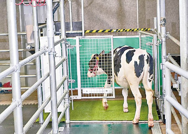 實驗乳牛學習自行到廁所如廁。