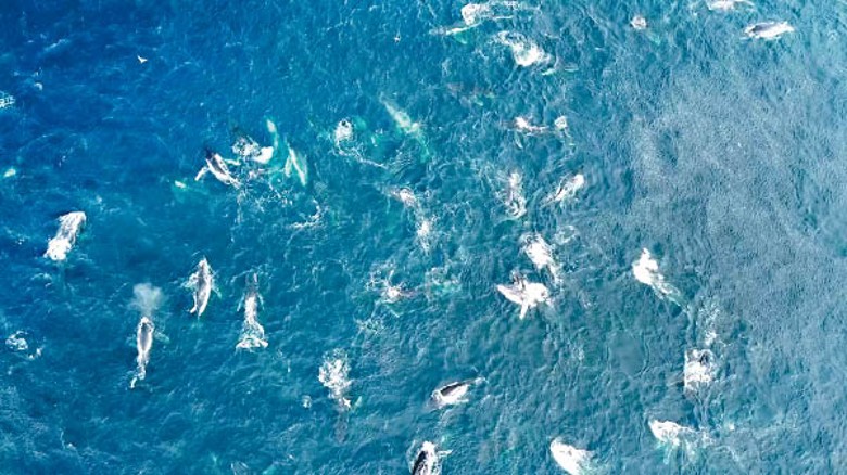 大量座頭鯨同一時間現身於澳洲貝瑪圭海面。