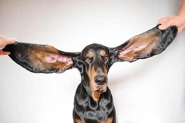 洛烏摘得世上耳朵最長的狗榮銜。