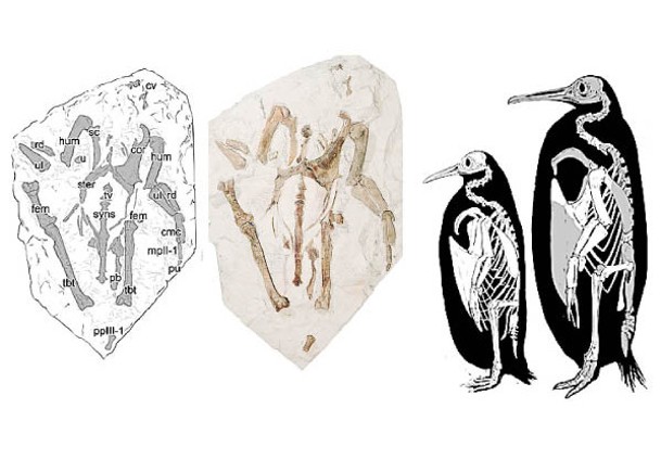紐國出土化石  15載後證屬史前長腿企鵝