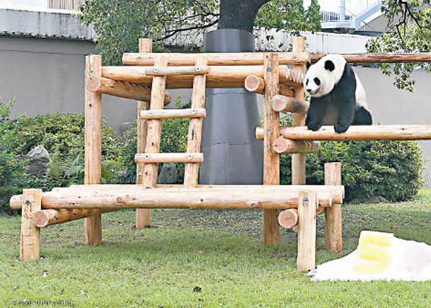 大熊貓5歲牛一  獲送木製玩具