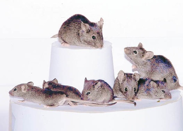 研究指新冠病毒的中間宿主可能是老鼠等囓齒動物。