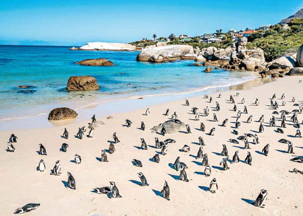 大量企鵝在南非西蒙斯敦棲息。
