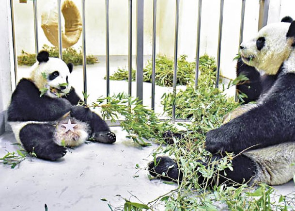台灣大熊貓圓寶（左）模仿媽媽進食。