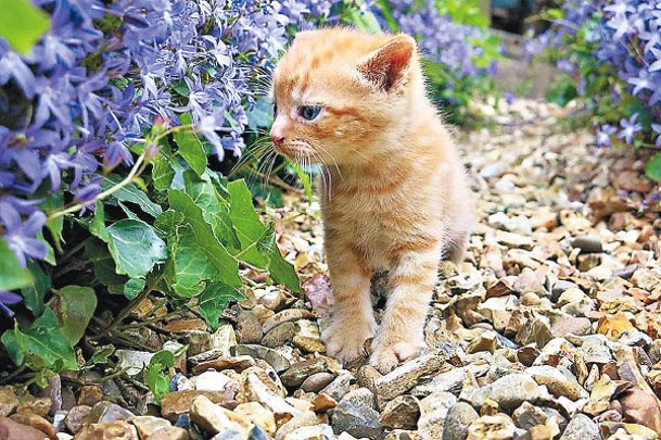 小貓首次踏足戶外，對花草充滿好奇。