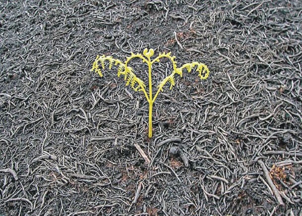 綠色幼苗在焦黑林地上萌發新芽。