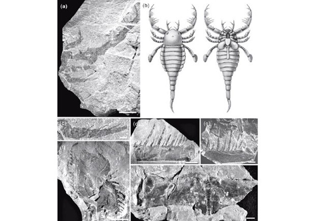 華南出土混翅鱟化石  助填古生物學空白