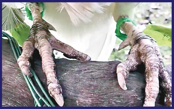 照片可見，孔雀腿部套有腿環。