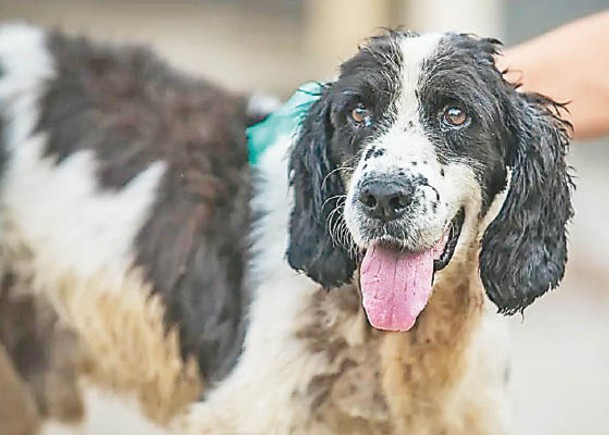 汶川地震搜救犬 「冰潔」逝世