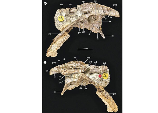 英出土新品種化石  證屬最古老食肉恐龍