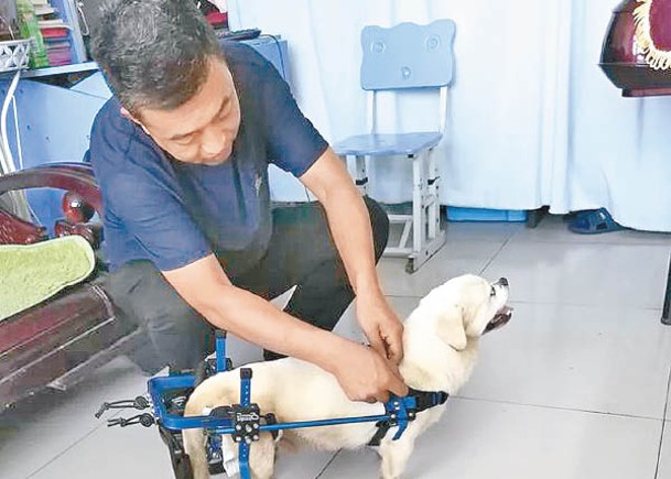 遼寧夫婦獲國家專利  研寵物輪椅售出10萬張