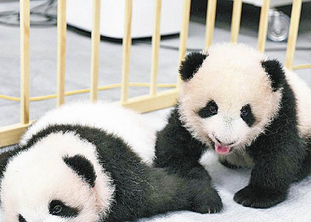 日大熊貓雙胞胎  命名  曉曉  蕾蕾