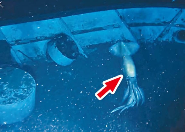 美紅海探測團  發現巨型魷魚