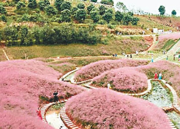 四川花海造假  景區死撐刮風所致