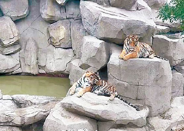 動物園犬奶媽  與5虎同籠