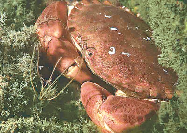 海底電纜電波  螃蟹着迷影響習性
