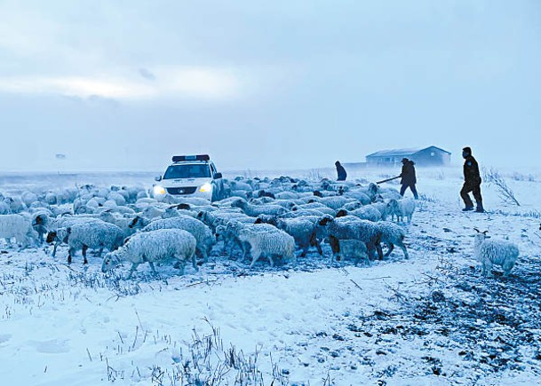 民警駕車在暴風雪搜救並尋回走失羊群。