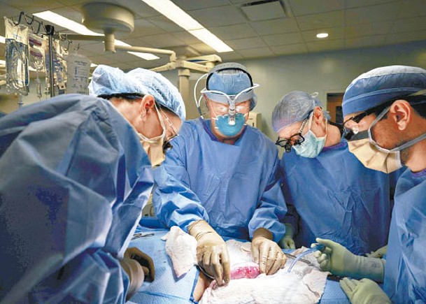 醫護人員將豬腎臟移植至人體。