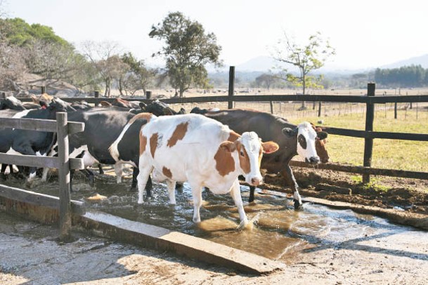 牛糞一般用作施肥。<br>（Getty Images圖片）