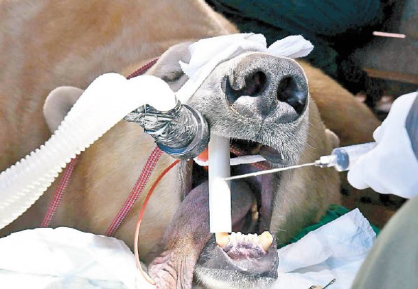 獸醫為西蘇清理受感染牙齦。