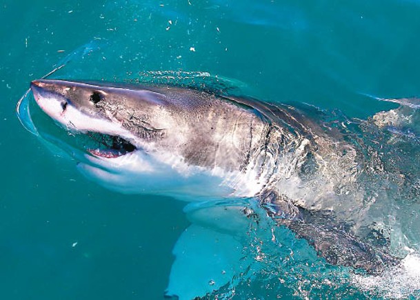 外界普遍認為大白鯊視人類為獵物。<br>（Getty Images圖片）