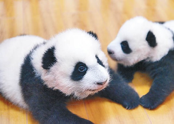 四川保育大熊貓  棲息地持續擴大