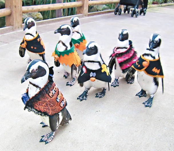 日本有動物園為企鵝戴上有萬聖節元素的圍巾。