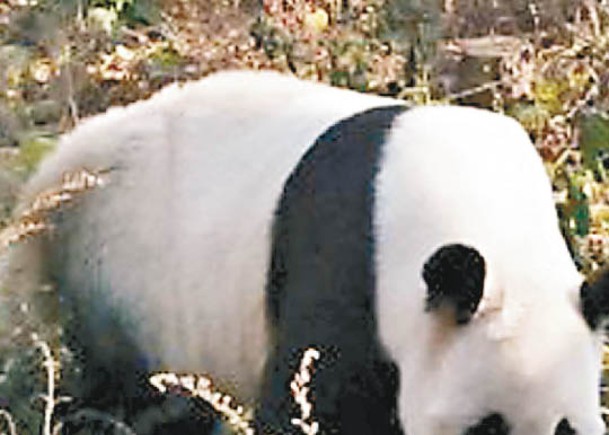 分析原棲地  證大熊貓黑白保護色