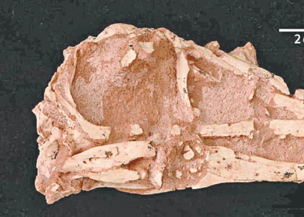 白堊紀新化石  命名內蒙古蝶獵龍