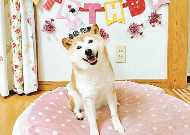 迷因圖柴犬16歲生日  網民齊祝賀