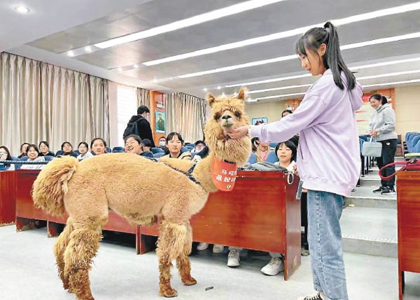 羊駝龍貓來授課  教中學生保護動物